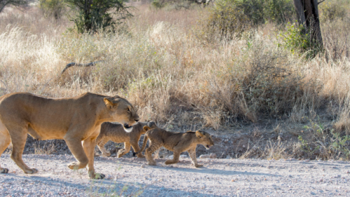 Watch a pride of lions takeover an entire highway in South Africa 