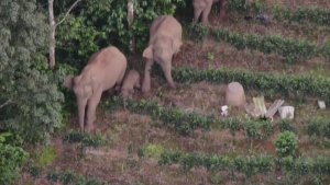 Check Out These Elephant Canteens Where Elephants and People Coexist