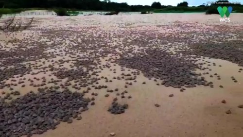 Thousands of baby turtles emerge from nests along border of Brazil and Bolivia in world’s largest hatching