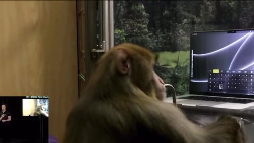 Monkey with Elon Musk’s brain implant appears to ‘telepathically’ communicate