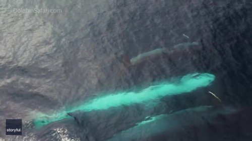 Spectacular Footage Shows Calf Among Pod of Fin Whales Off California Coast