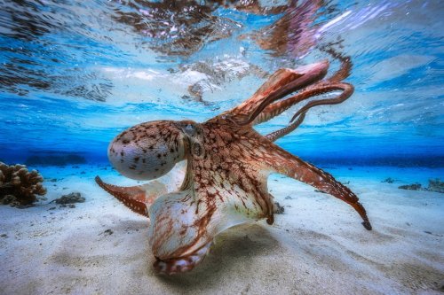 The 2017 Underwater Photographer of the Year Contest