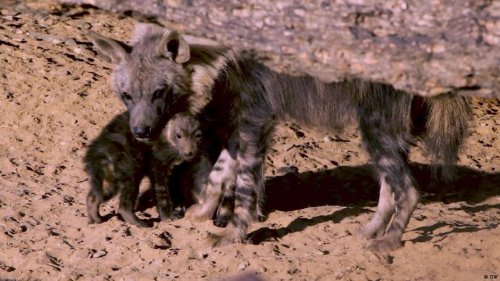 Namibia: New safe zones for wildlife
