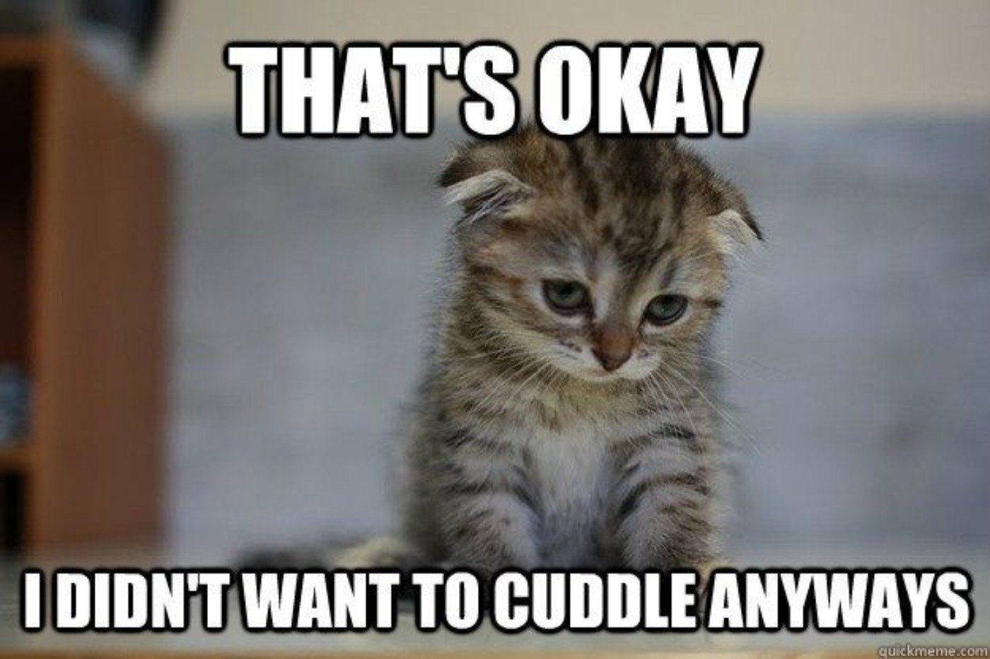 Funniest Kitten Memes You'll Love