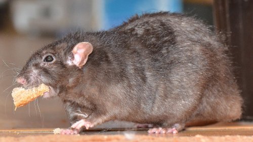 Mouse crawling over bagels at Nashville airport goes viral