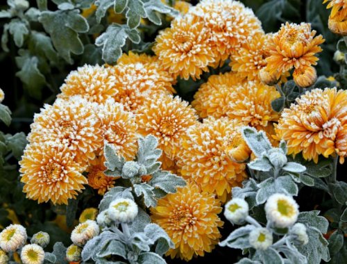 10 PLANTS THAT WILL SURVIVE FROST