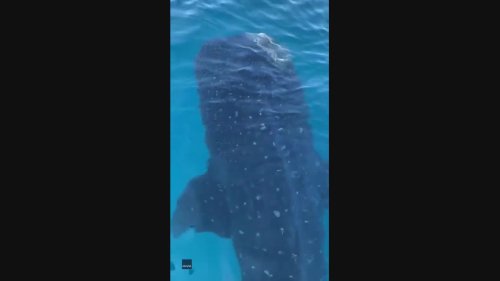 'That's Huge': Massive Whale Shark Spotted in Gulf of Mexico