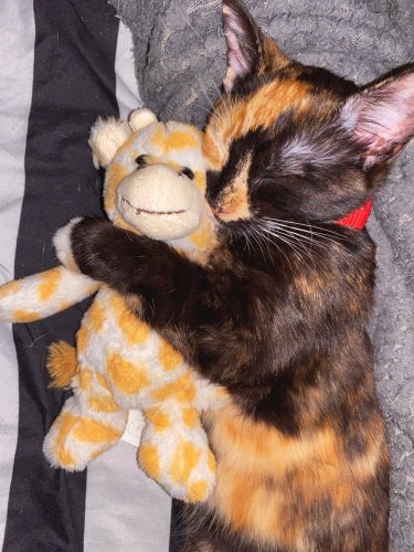 Wholesome Cat Photos That Will Make Your Day
