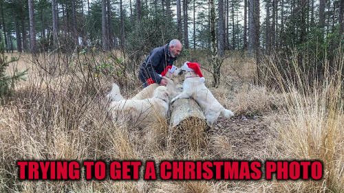 'Christmas photoshoot with Golden Retrievers goes BONKERS'