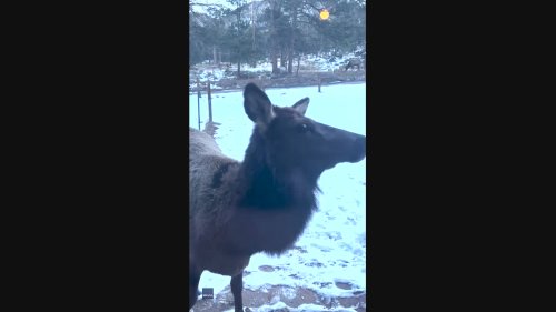 'Best Alarm Clock Ever!' Curious Elk Tap on Cabin Window in Colorado