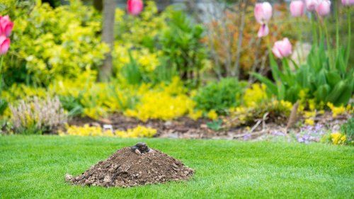 Alka Seltzer Vs Garden Moles: Does This Pest Control Myth Really Work?