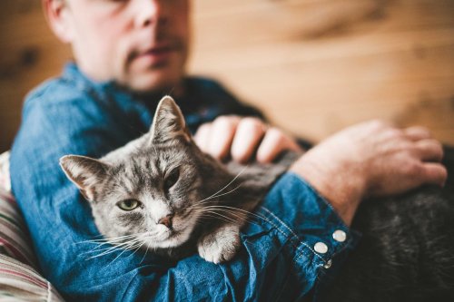 Decode Your Cat’s Behavior: 17 Cat Behaviors Explained