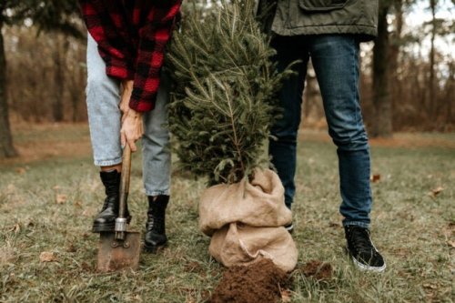 Tired of Killing Trees Every Christmas? Try a Living Christmas Tree