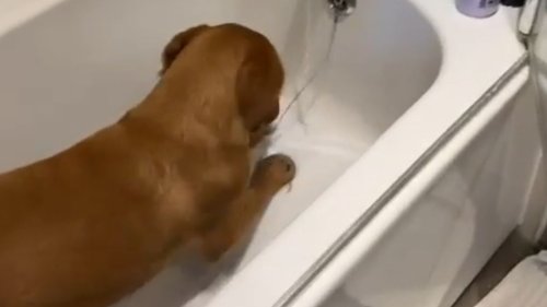 Dog gets a fit of zoomies while in the bathtub *Hilarious Dog Antics*