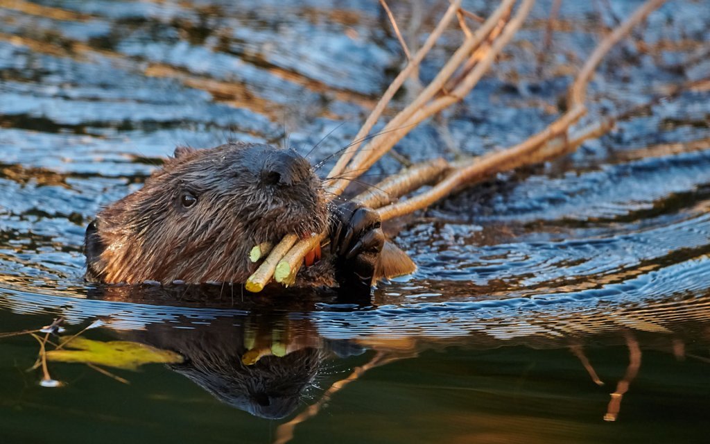 Animal Protection cover image