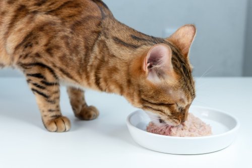 Bird Flu Cat Food Recall in 5 States for Risk To Humans and Pets