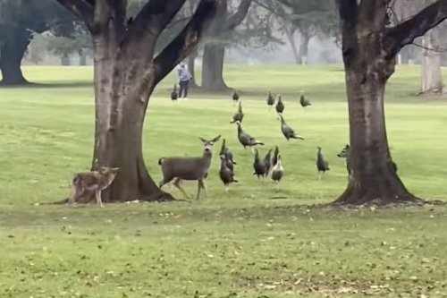 Golf course or a zoo? Watch deer and turkeys team up to take on a coyote