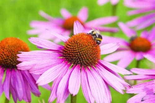 Everything to Know About Coneflower Plants