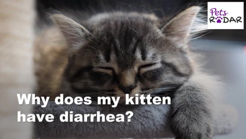 Why Does My Kitten Have Diarrhea | PetsRadar