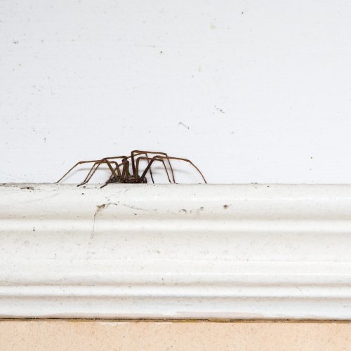 How To Keep Spiders Out of Your House