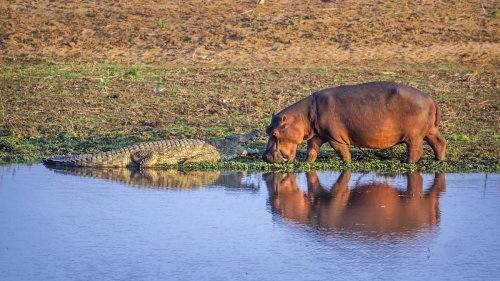 What happens when a hippo sniffs a crocodile? Watch the surprising moment