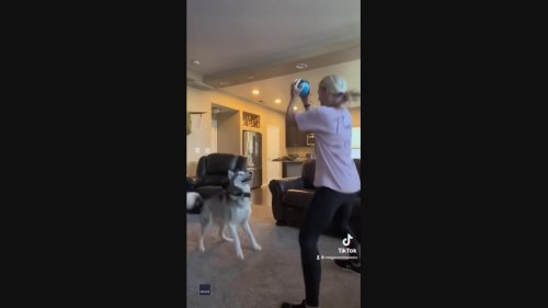 Dog Owner Tries Out 'Freeze Challenge' on Playful Husky