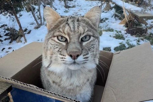 Nobody's ever been more excited for anything than this bobcat was for this box