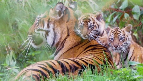 These Endangered Tiger Cubs Emerge From Their Den at the British Zoo