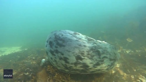 Grey Seal Goes on Adorable Seabed Scratching Spree