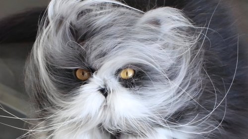 Cats With Rare Features That Are 100 Times Cuter Than You Might Think