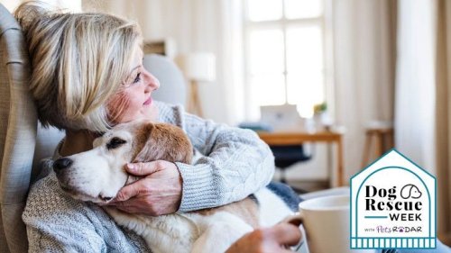 How to Keep Your Senior Dog Healthy and Happy in Old Age