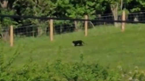 Holidaymaker films 'big cat' eating rabbit in 'fascinating' sighting experts say