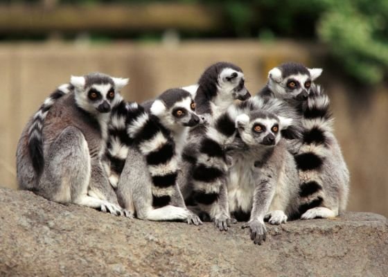 Best Zoos to Visit in the United States