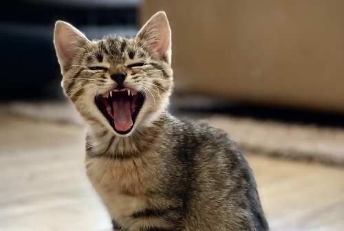 Funniest Cat Jokes You're Going to Love