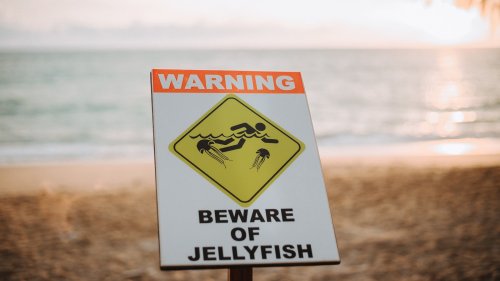 Avoid these dangerous creatures when visiting Florida 