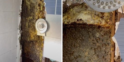A Couple Saw Bees Coming Out Of Their Shower & They Found A Huge Hive 