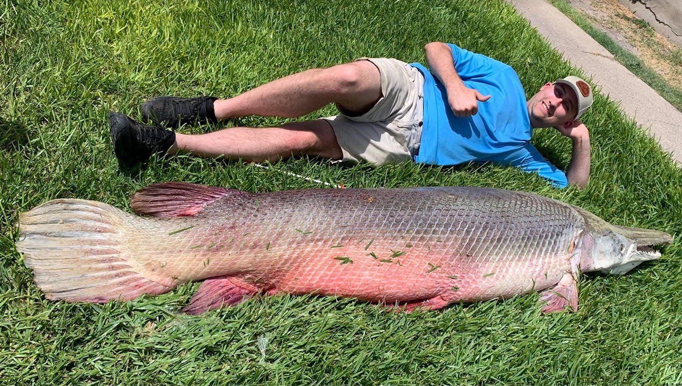 These are the biggest alligator gar that have ever been caught
