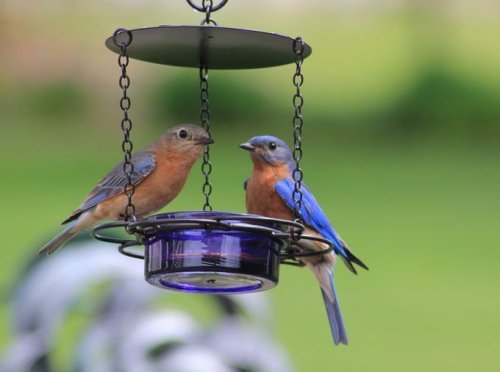 How to Attract Bluebirds to Your Yard