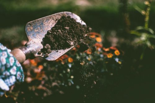 How to use coffee grounds when gardening