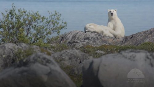 Polar bears face starvation risk in longer ice-free Arctic periods, scientists warn
