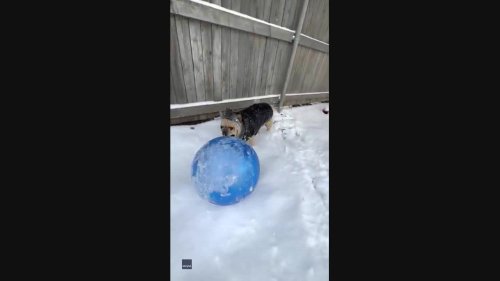 Energetic Frenchie Plays With Big Blue Ball in Fresh Utah Snow