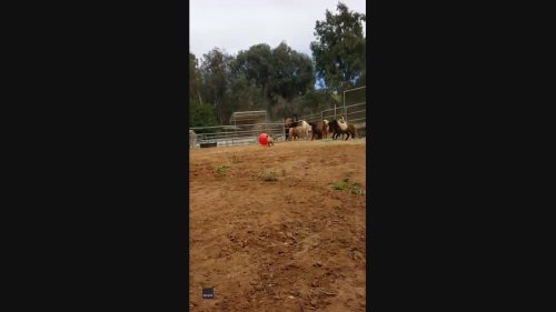 Playful Frenchie Chases Mini Horses With Giant Ball at San Diego Farm