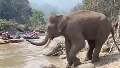 Friendly wild elephant appears to wave at river-rafting tourists