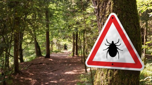Try These Hacks To Keep Bugs And Animals Away While Hiking