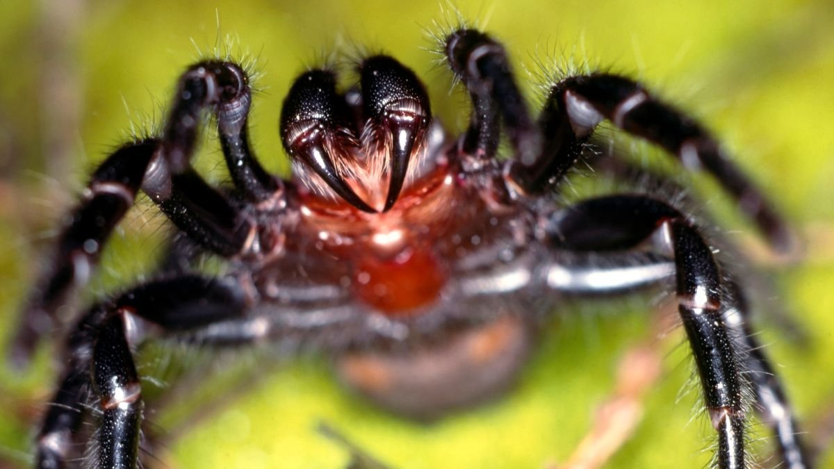 Facts About the World's Deadliest Spiders and Bite Statistics Flipboard