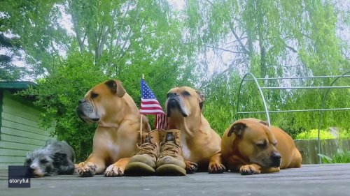 Rescue Dogs Sit for Moment of Silence Before Memorial Day