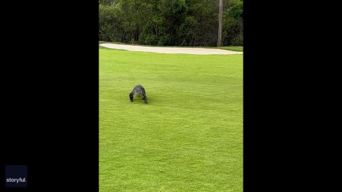 'Trying to Concentrate': Florida Golfer Remains Unfazed as Alligator Approaches