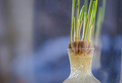 HOW TO GROW GARLIC WITHOUT SOIL