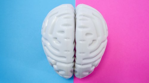 What's the difference between male and female brains? 