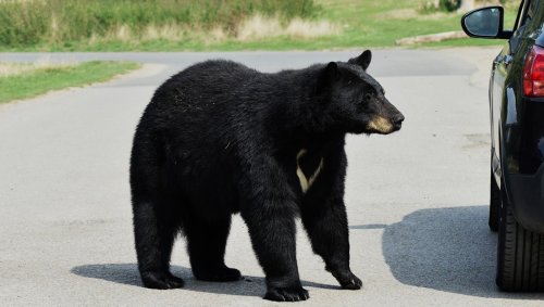 Black bear gets trapped inside an SUV and all hell breaks loose